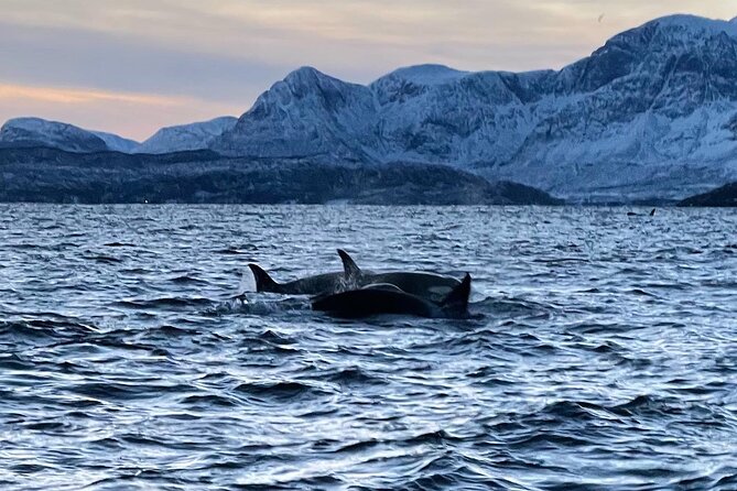 4 Days, 3 Countries Tour: Northern Lights and Moose - Booking and Pricing