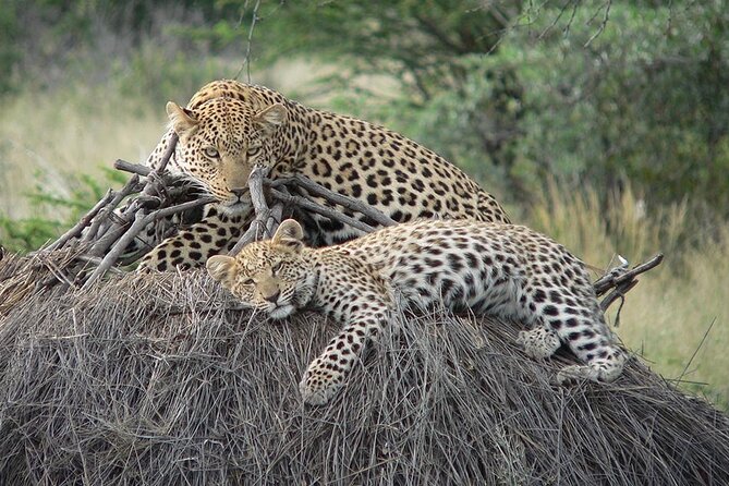 4 Days, 3 Nights Group Budget Safari, Lake Manyara, Serengeti, Ngorongoro - Itinerary and Tour Highlights
