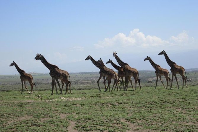 4 Days, 3 Nights Group Budget Safari, Lake Manyara, Serengeti, Ngorongoro - Transportation and Accommodation