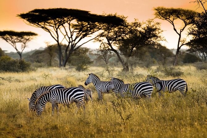 4 Days / 3 Nights Lake Manyara, Ngorongoro and Serengeti - Day 1: Lake Manyara National Park