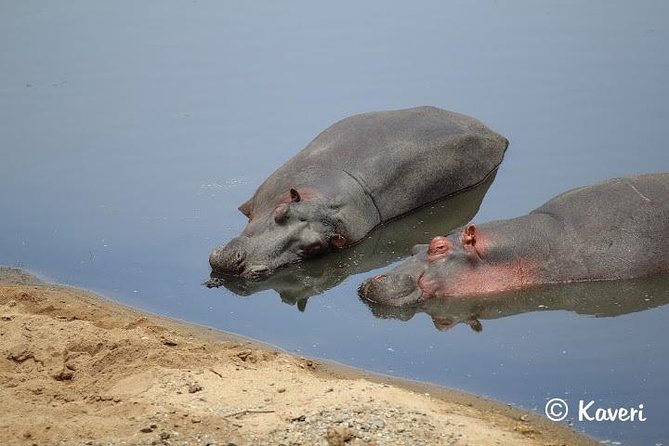 4 Days / 3 Nights Lake Manyara, Ngorongoro and Serengeti - Day 2: Serengeti National Park