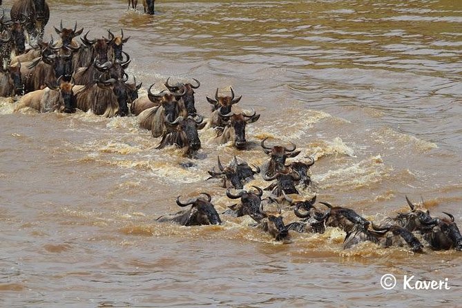 4 Days / 3 Nights Lake Manyara, Ngorongoro and Serengeti - Day 3: Ngorongoro Crater