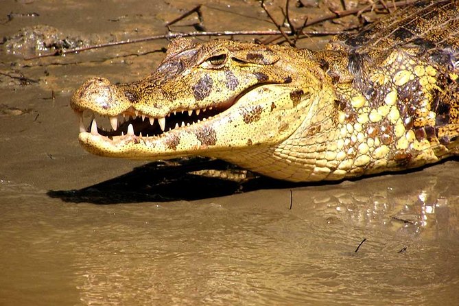 4 Days 3 Nights – Peruvian Tambopata Jungle - Included in the Package