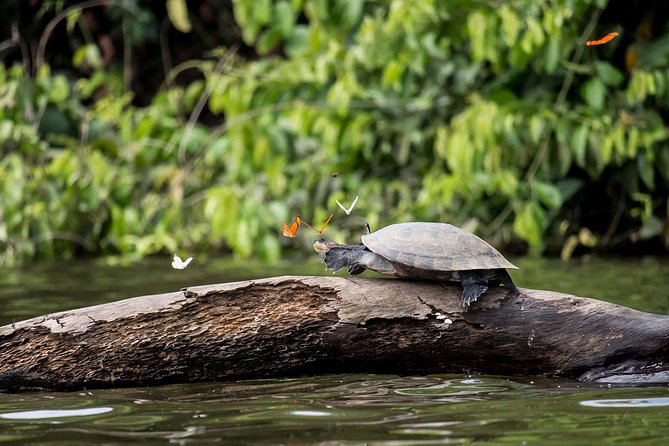 4 Days 3 Nights – Peruvian Tambopata Jungle - Day 2: Sandoval Lake Exploration
