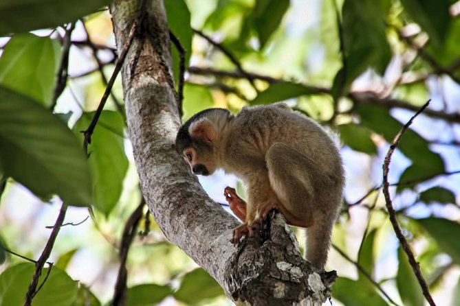4 Days 3 Nights – Peruvian Tambopata Jungle - Important Considerations