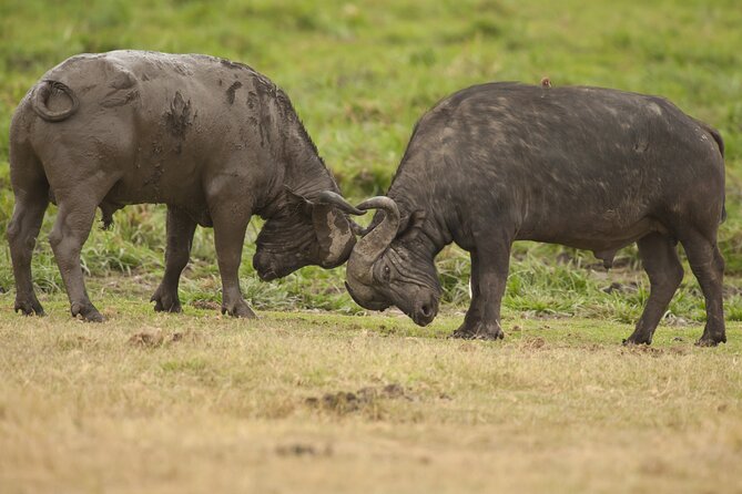 4 Days 3 Nights Safari- Tarangire, Serengeti and Ngorongoro Crater - Exploring the Serengeti