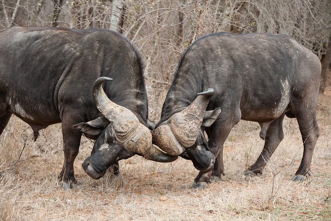 4 Days 3 Nights Safari- Tarangire, Serengeti and Ngorongoro Crater - Visiting Ngorongoro Crater