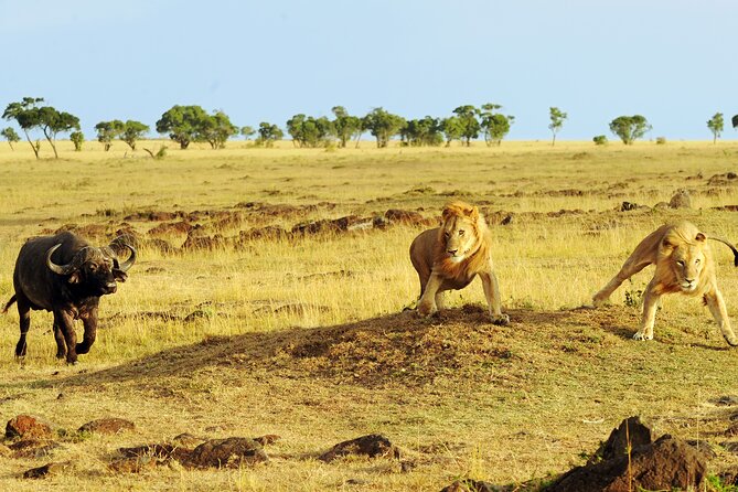 4 Days 3 Nights Safari- Tarangire, Serengeti and Ngorongoro Crater - Accommodation and Meals