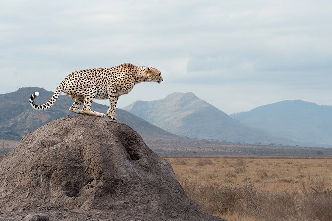 4 Days 3 Nights Safari- Tarangire, Serengeti and Ngorongoro Crater - Transportation and Pickup