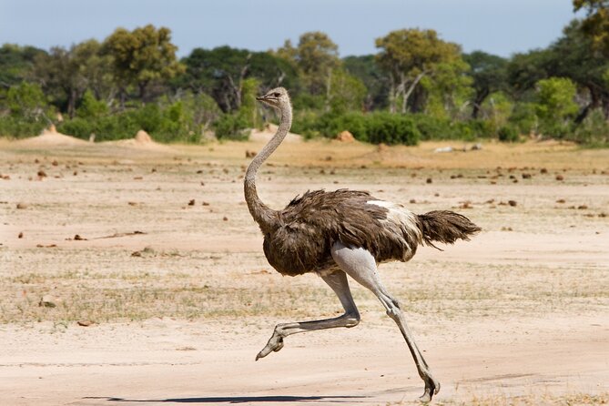 4 Days 3 Nights Safari- Tarangire, Serengeti and Ngorongoro Crater - Health and Accessibility