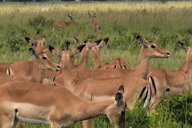 4 Days 3 Nights Safari to Mikumi National Park - Safari Itinerary and Highlights