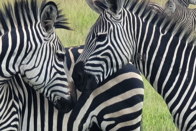4 Days 3 Nights Safari to Mikumi National Park - Accommodations and Amenities