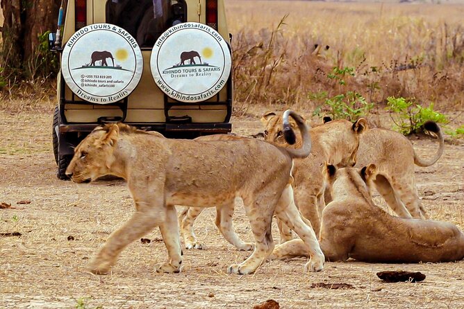 4 Days 3 Nights Safari to Mikumi National Park - Transportation and Logistics