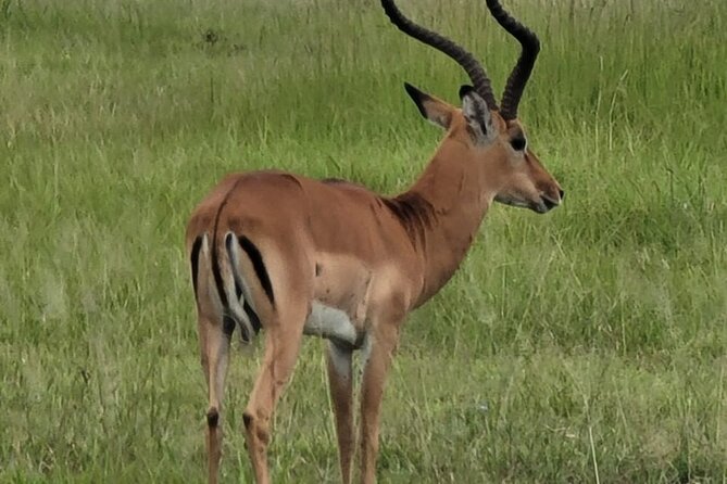 4 Days 3 Nights Safari to Mikumi National Park - Wildlife Viewing and Photography