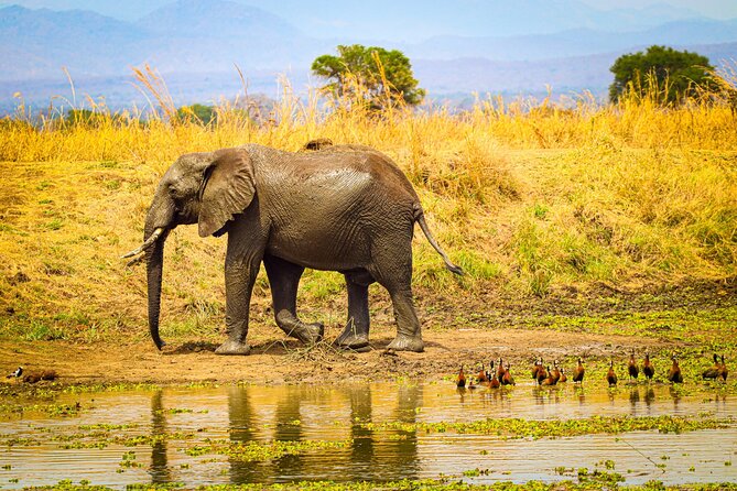 4 Days 3 Nights Safari to Mikumi National Park - Packing and Preparation Tips