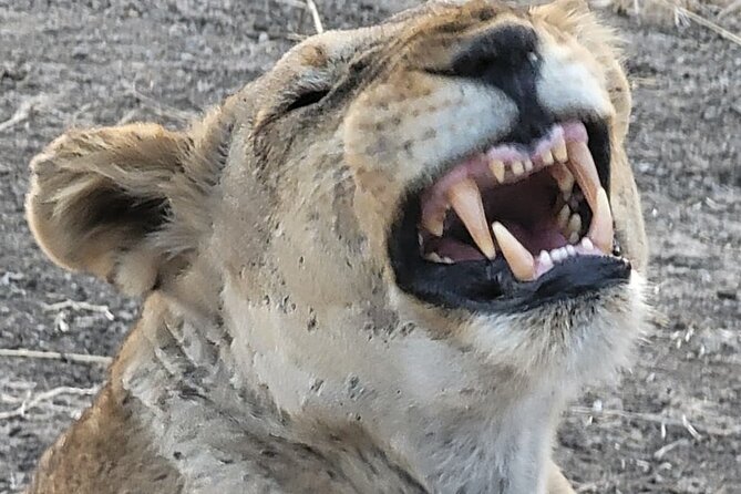 4 Days 3 Nights Safari to Mikumi National Park - Booking and Contact Information