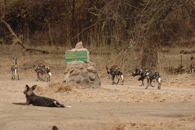 4 Days / 3 Nights Safari to Ruaha National Park - Key Points