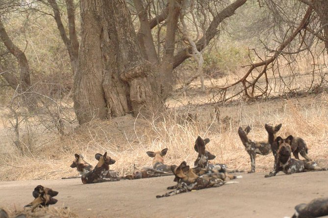 4 Days / 3 Nights Safari to Ruaha National Park - Pickup and Accessibility