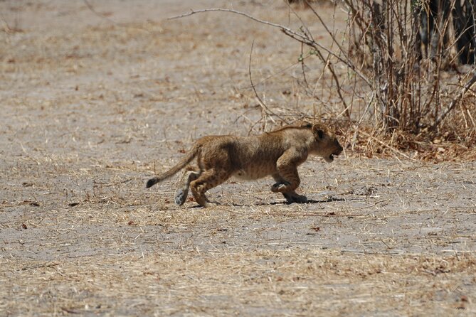 4 Days / 3 Nights Safari to Ruaha National Park - Ruaha National Park