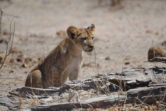 4 Days / 3 Nights Safari to Ruaha National Park - Meal Highlights