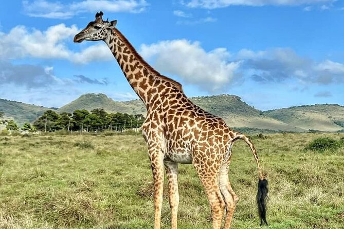 4 Days 3 Nights Selous (Nyerere National Park) & Mikumi Adventure - Pickup and Transfer