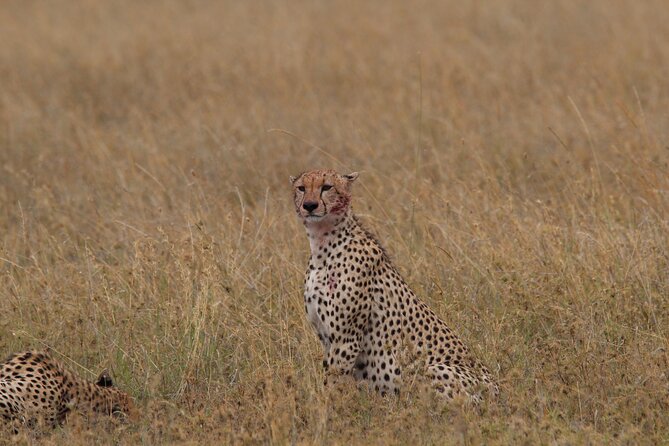 4 Days 3 Nights Tanzanian Budget Safari Tour - Pricing and Booking