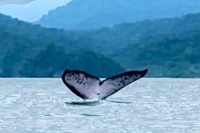 4 Days Adventure and Whale Watching in Nuqui - Key Points