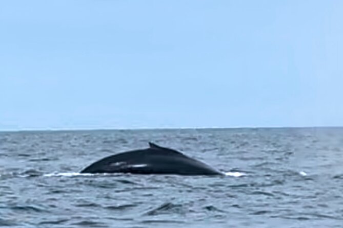 4 Days Adventure and Whale Watching in Nuqui - Airport Transportation and Guides