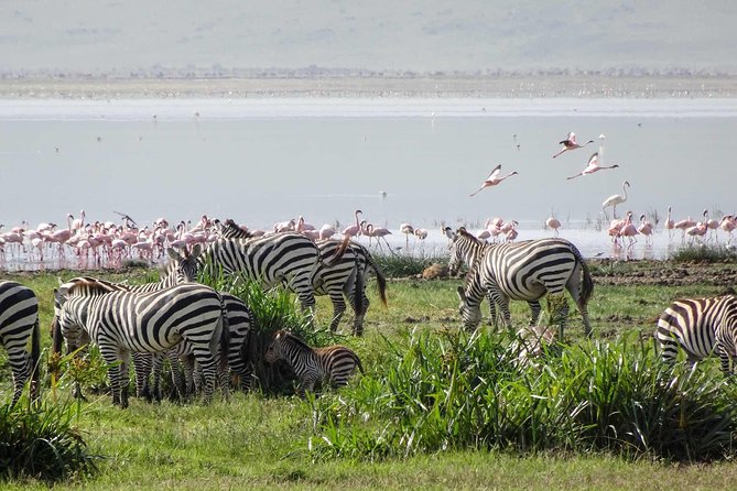 4-Days Adventure Camping Safari to Tarangire, Serengeti & Ngorongoro - Majestic Ngorongoro Crater Exploration