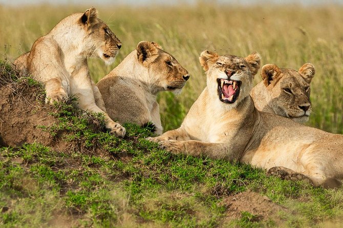 4-Days Adventure Camping Safari to Tarangire, Serengeti & Ngorongoro - Highly Rated Safari Excursion