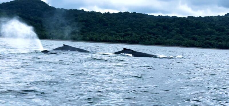 4 Days Adventure; Medellin to Nuqui- Whales!!! - Itinerary Details