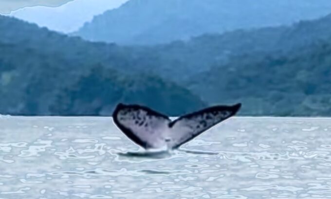 4 Days Adventure; Medellin to Nuqui- Whales!!! - Marine Conservation Efforts
