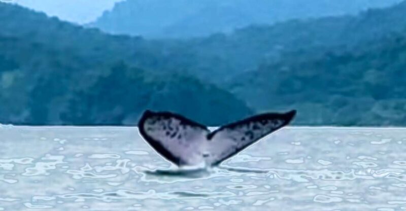 4 Days Adventure; Medellin to Nuqui- Whales!!! - Key Points