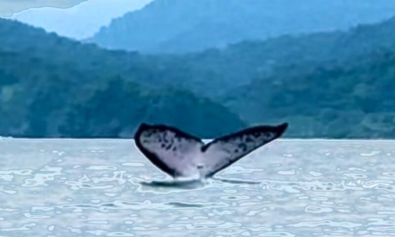 4 Days Adventure; Medellin to Nuqui- Whales!!! - Whale Watching Trips