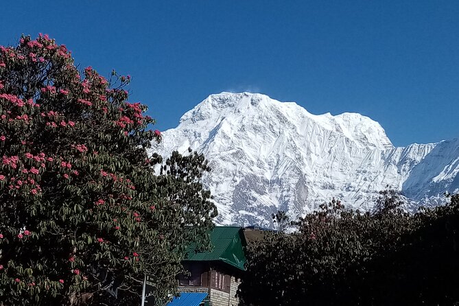 4 Days Amazing Trekking From Pokhara-Ghorepani Poon Hill - Traveler Information