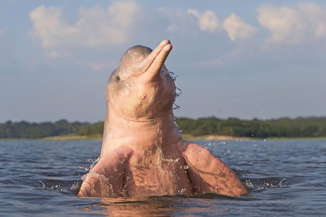 4 Days Amazon Jungle Tour With Pink Dolphin Watch From Iquitos - Included in the Tour