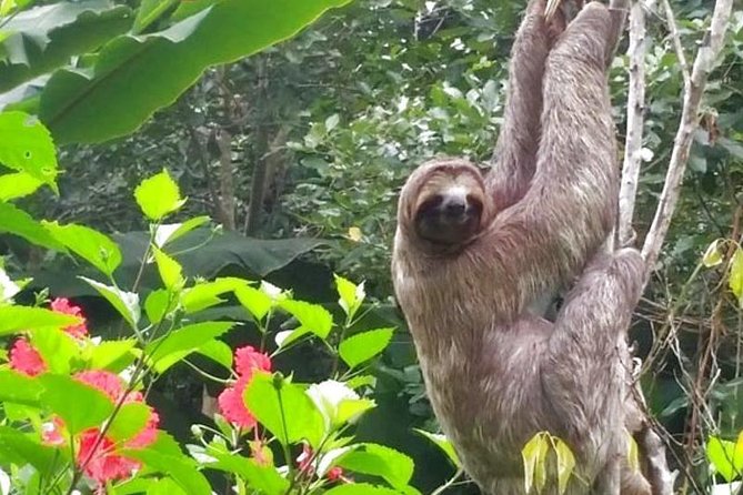 4 Days Amazon Jungle Tour With Pink Dolphin Watch From Iquitos - Traveler Reviews and Feedback