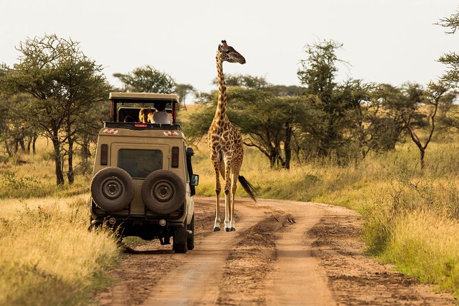 4 Days Awesome Luxury Safari Tarangire Serengeti & Ngorongoro - Pickup and Meeting
