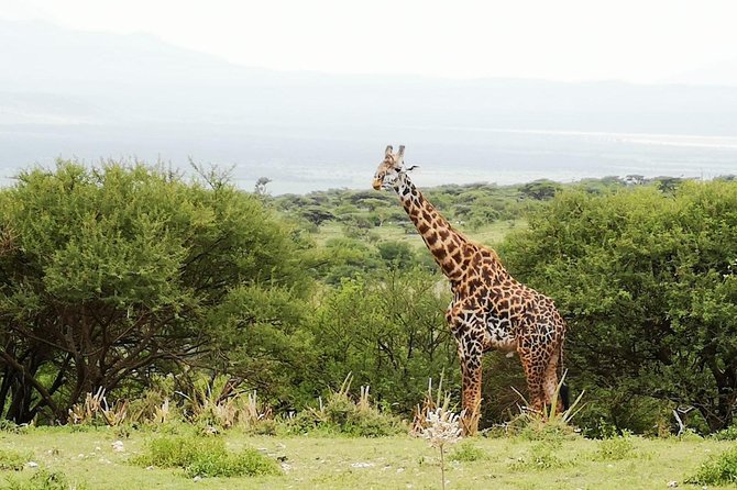 4 Days Awesome Luxury Safari Tarangire Serengeti & Ngorongoro - Additional Information