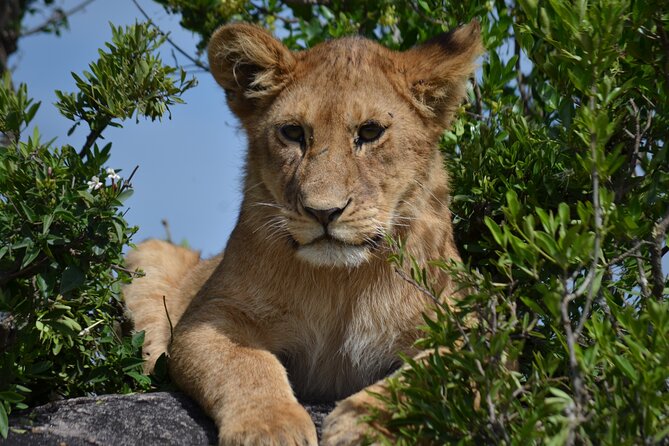 4 Days Awesome Luxury Safari Tarangire Serengeti & Ngorongoro - Pricing and Cancellation