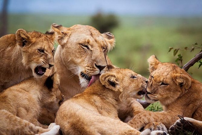 4 Days Best Experience Kilimanjaro Hike, Serengeti &Ngorongoro - Visiting Ngorongoro