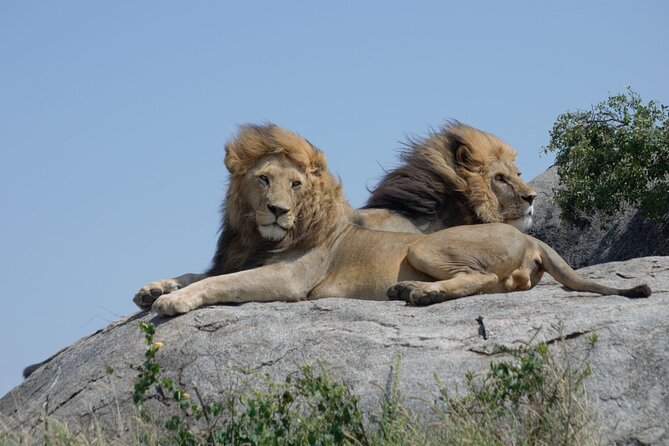 4 Days Best Experience Kilimanjaro Hike, Serengeti &Ngorongoro - Camping Equipment