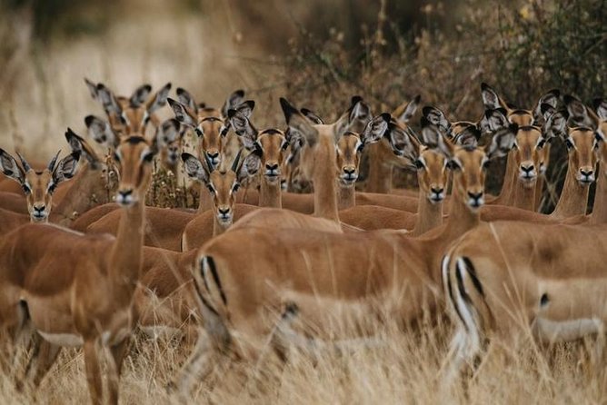 4 Days Best Experience Kilimanjaro Hike, Serengeti &Ngorongoro - Included Amenities