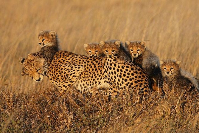 4 Days Best Experience Kilimanjaro Hike, Serengeti &Ngorongoro - Meeting Points