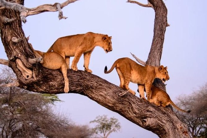 4 Days Best Experience Kilimanjaro Hike, Serengeti &Ngorongoro - Company Details