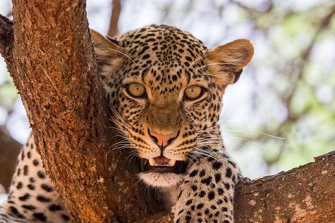 4-Days Best Wildlife Safari: Amboseli, Tsavo West & Tsavo East Private Safari - Wildlife Encounters