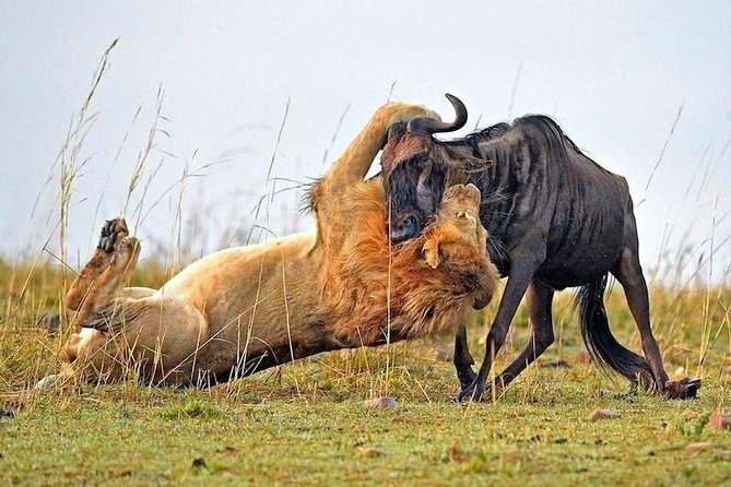 4-Days Best Wildlife Safari: Amboseli, Tsavo West & Tsavo East Private Safari - Cancellation Terms