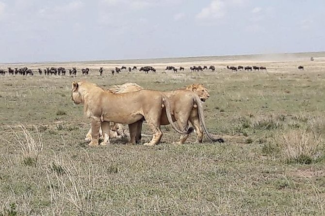 4: Days Big Five Safari - Safety Considerations