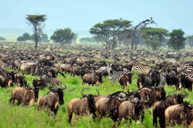 4: Days Big Five Safari - Pricing and Booking