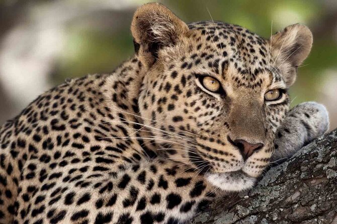 4 Days Camping Safaris - Dining and Accommodations